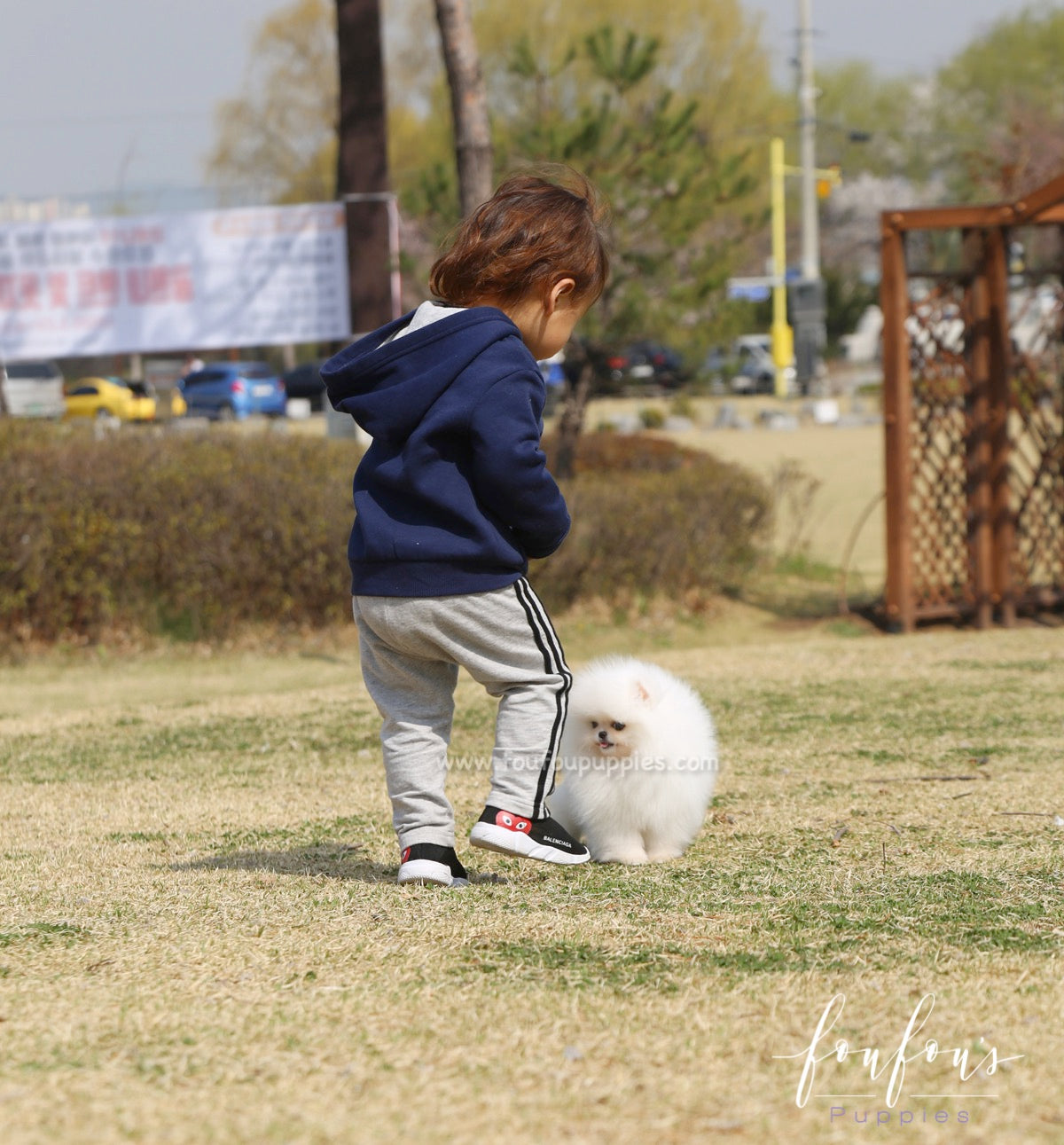 Bella - Pomeranian F.