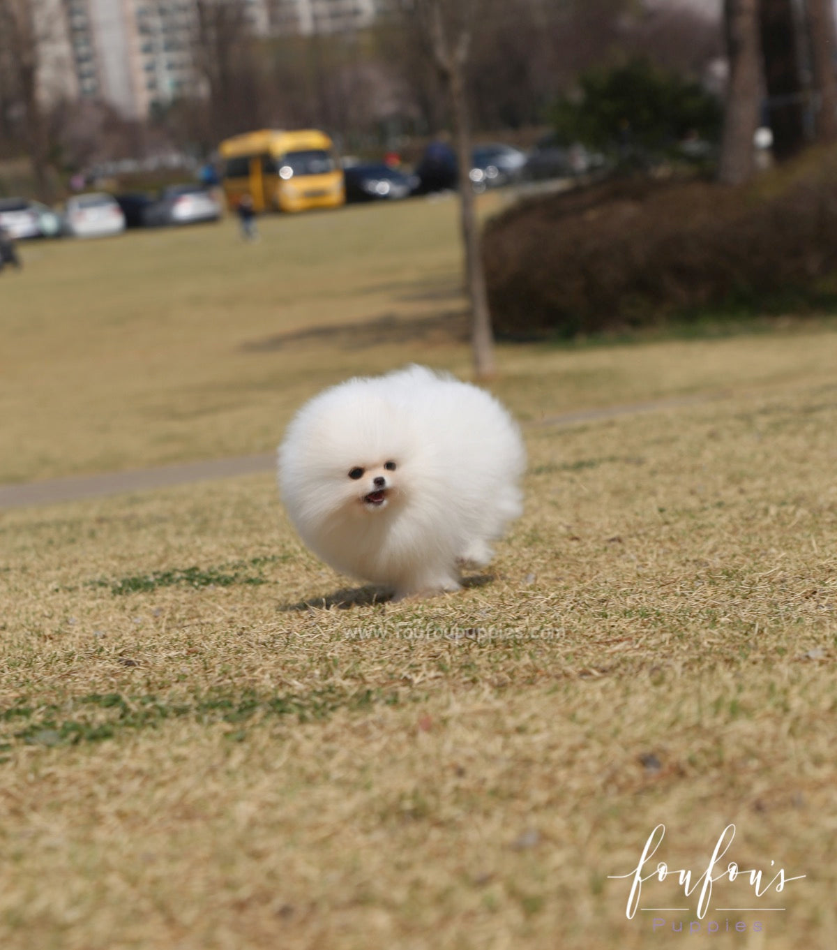 Bella - Pomeranian F.