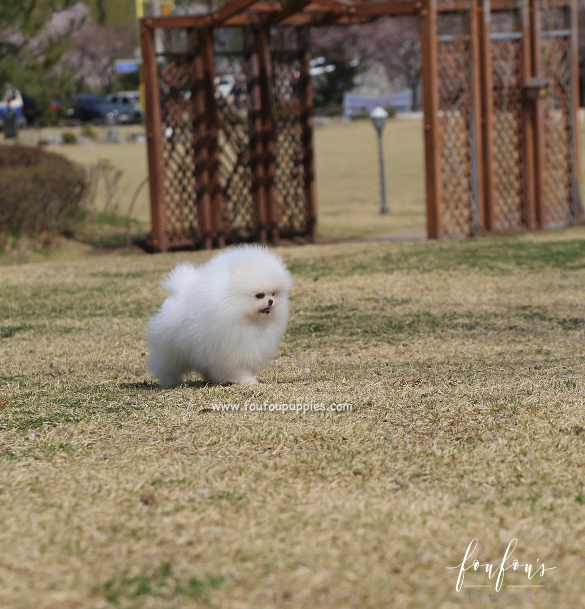 Bella - Pomeranian F.