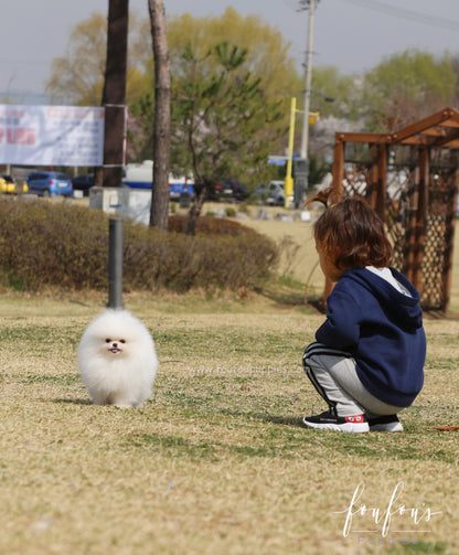 Bella - Pomeranian F.