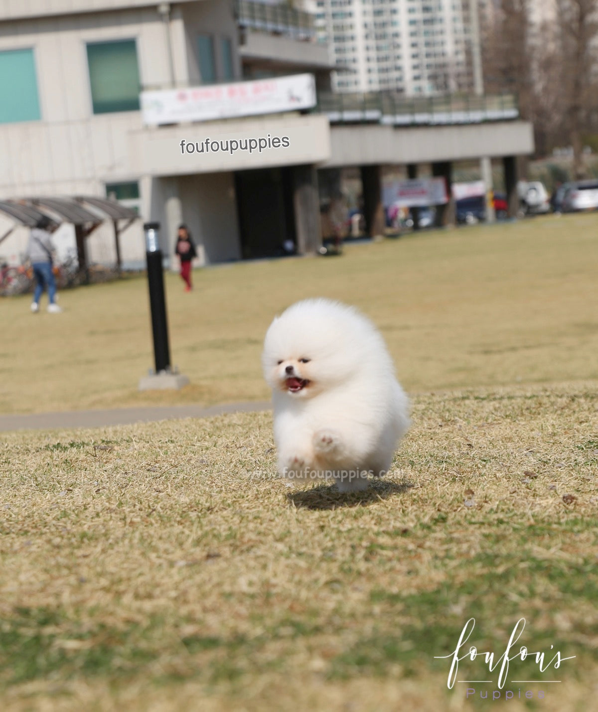 Bella - Pomeranian F.