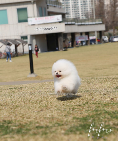 Bella - Pomeranian F.