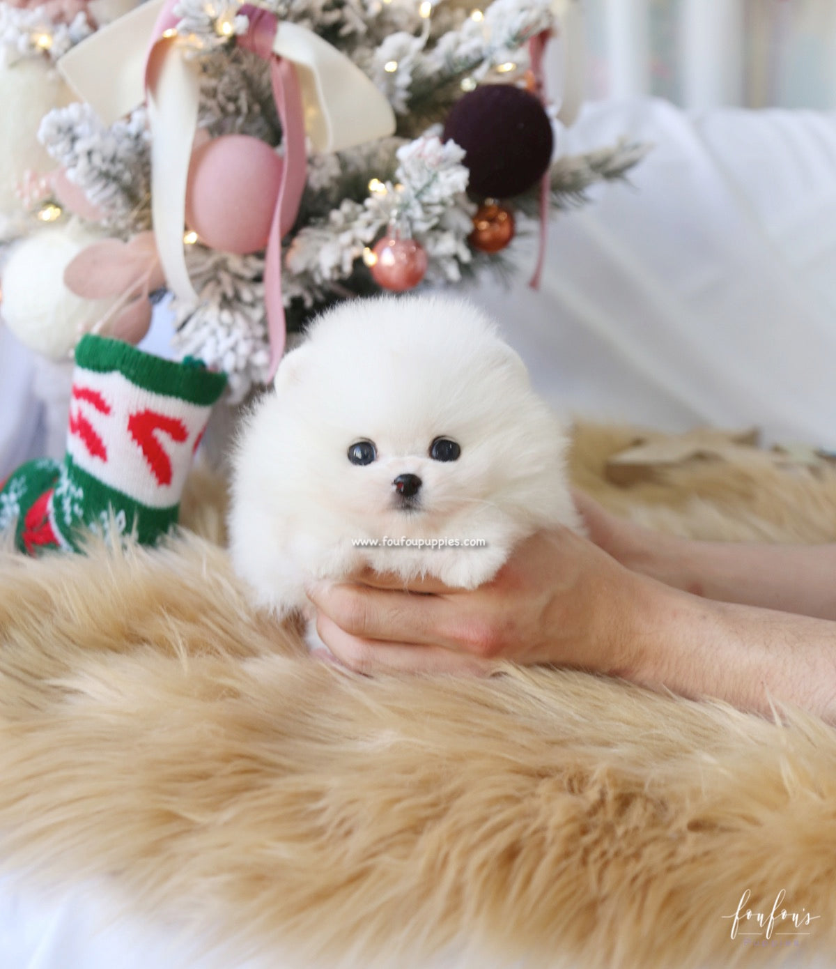 Mittens - Pomeranian F.