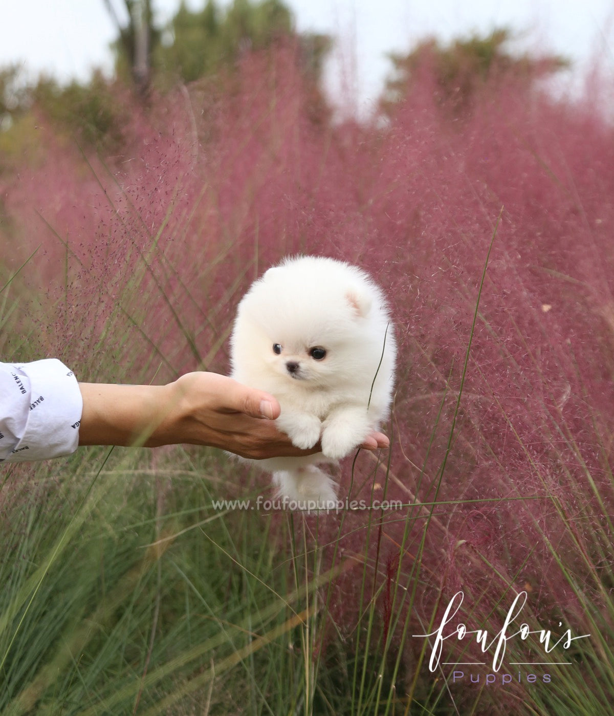 Neige - Pomeranian F.