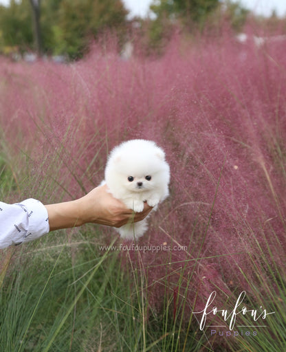 Neige - Pomeranian F.