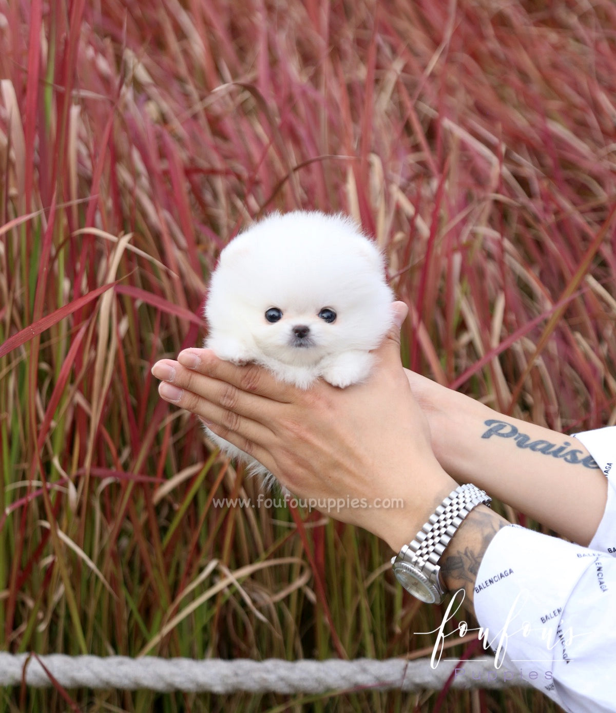 Neige - Pomeranian F.