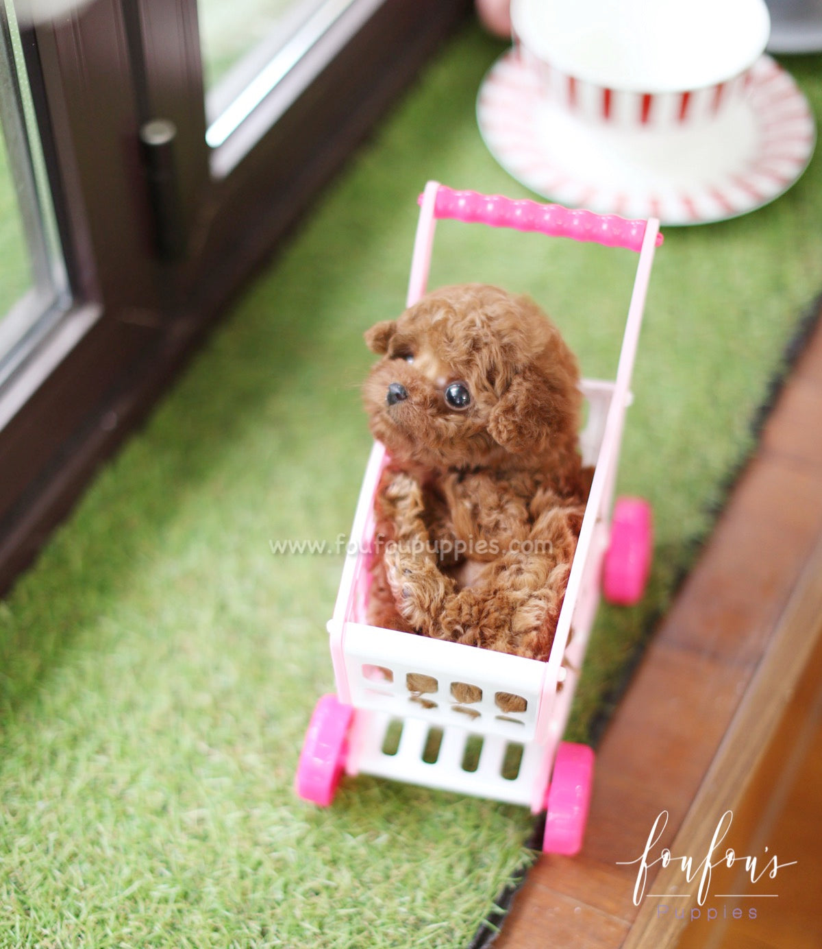 Hope - Poodle F.