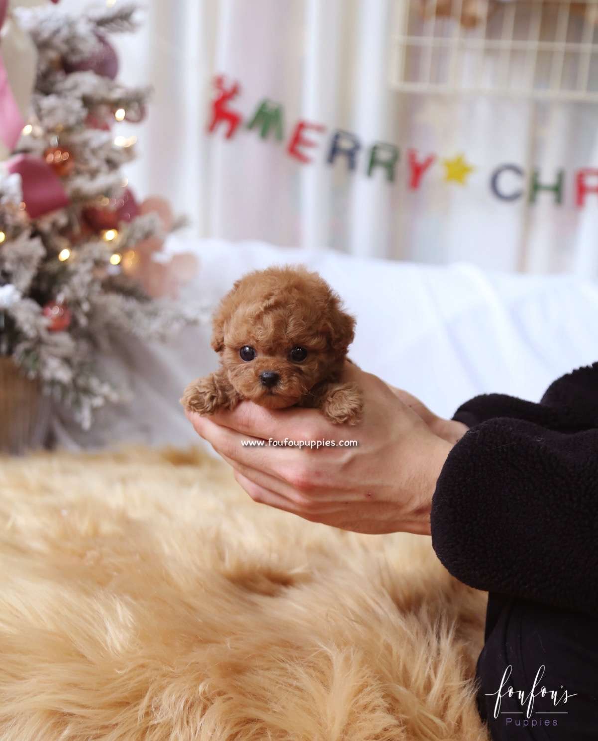 Rose - Poodle F. – Foufou Puppies
