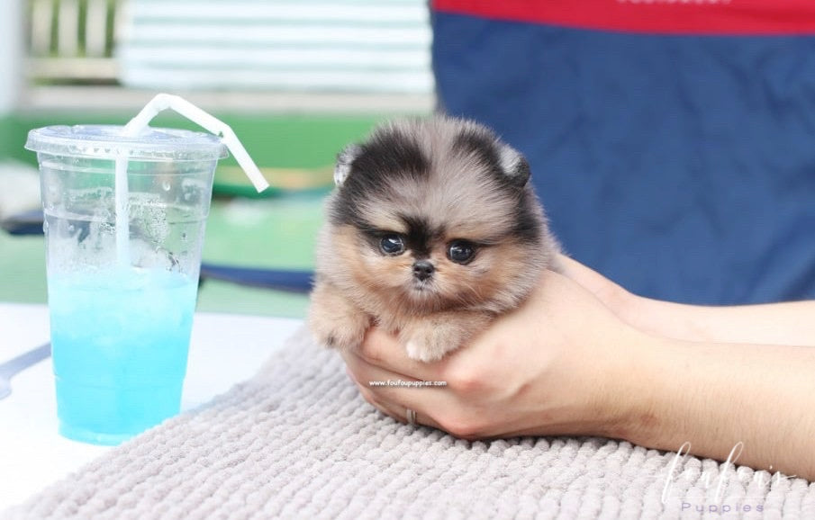 Açai - Pomeranian F.