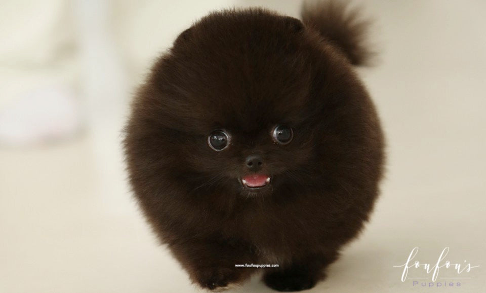 Ace - Pomeranian M.