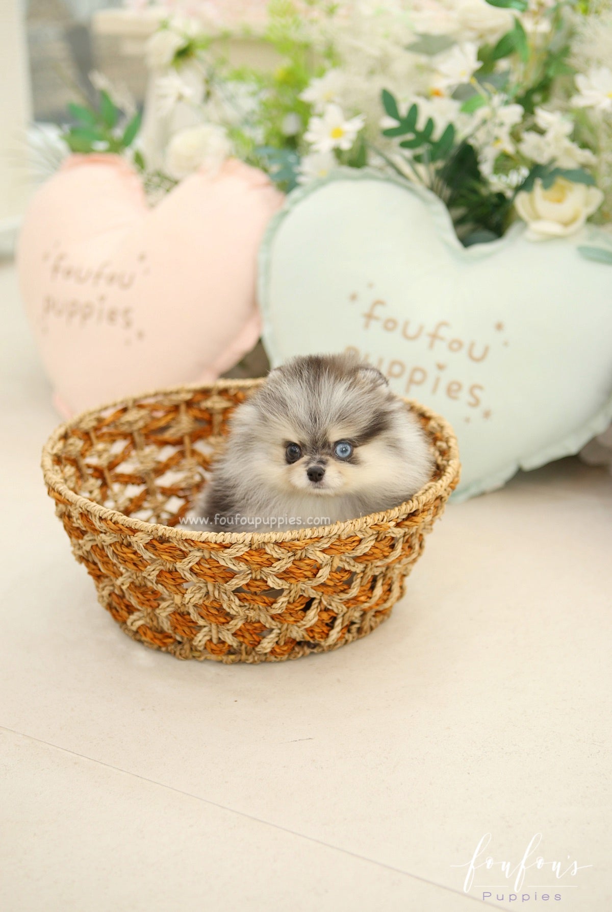 Amore - Pomeranian F.