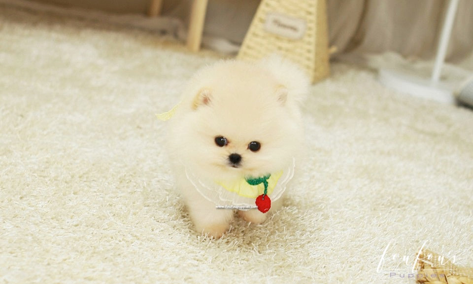 Amore - Pomeranian F.