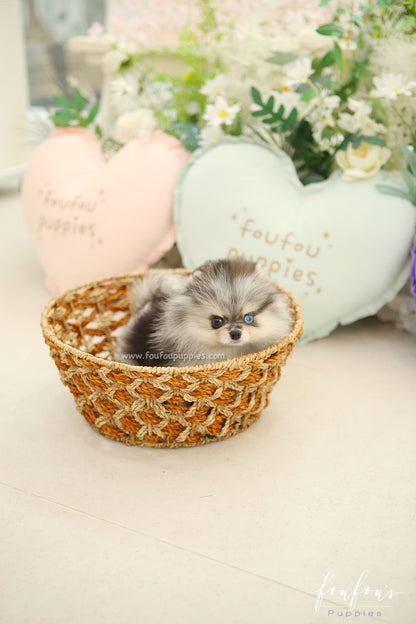 Amore - Pomeranian F.