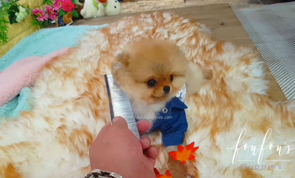 Teddy - Pomeranian M.