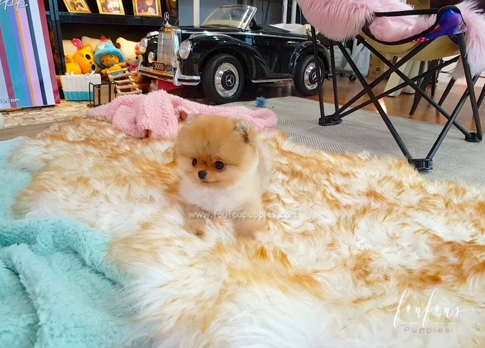 Teddy - Pomeranian M.