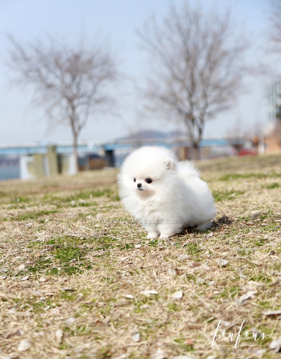 Ariel - Pomeranian F.