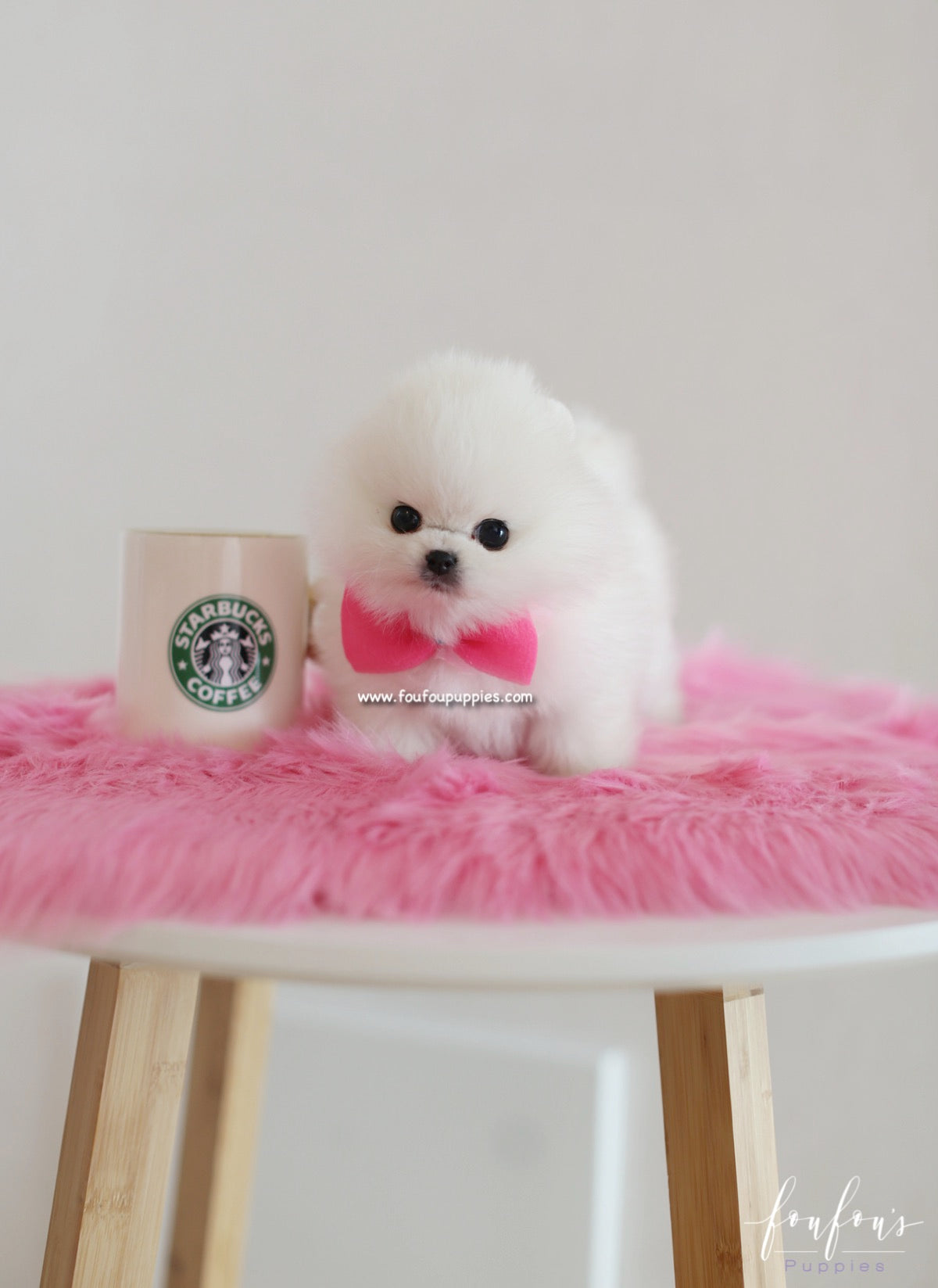 Gigi - Pomeranian F. SOLD TO LUV FONSECA