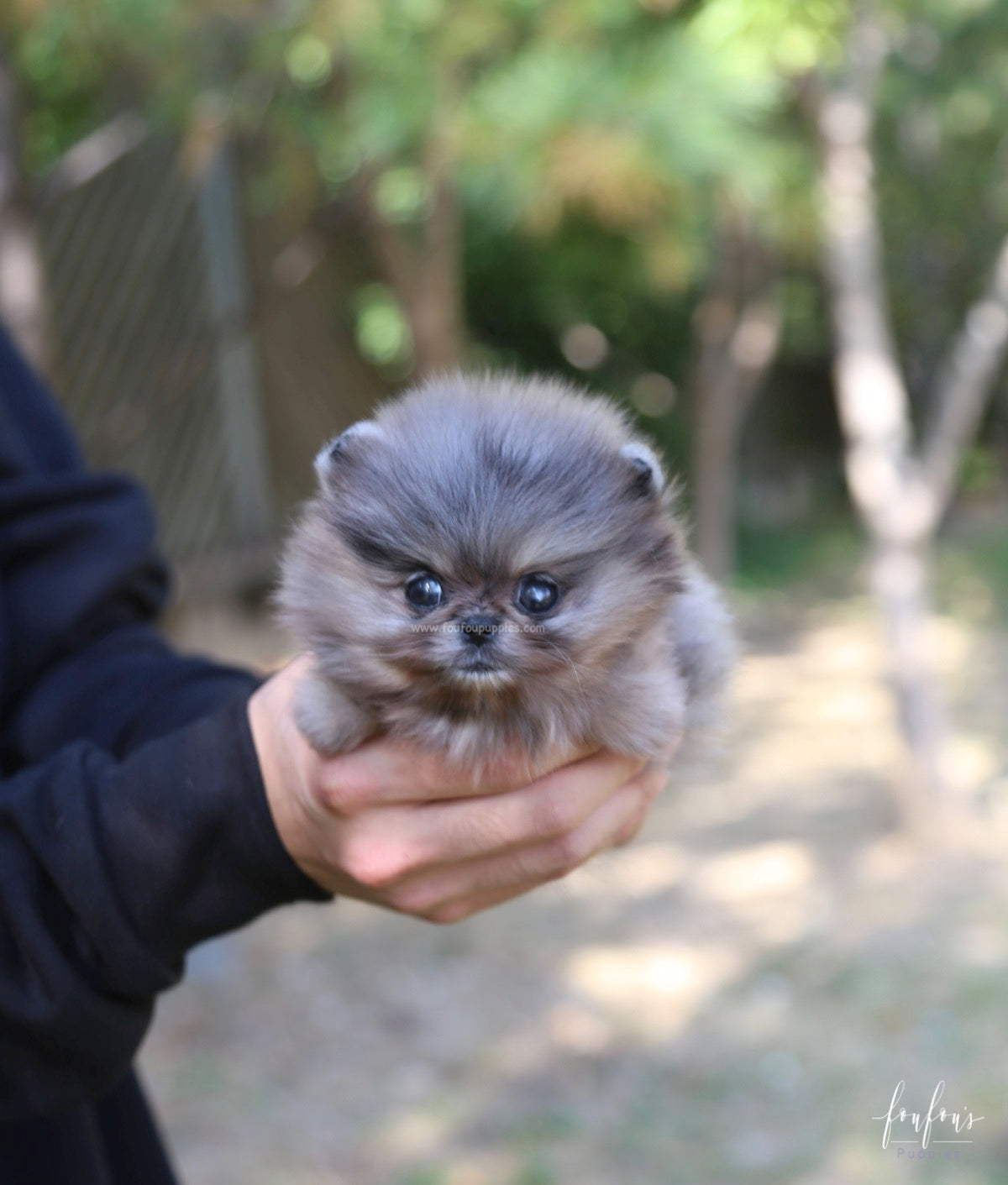 Souflée - Pomeranian F.