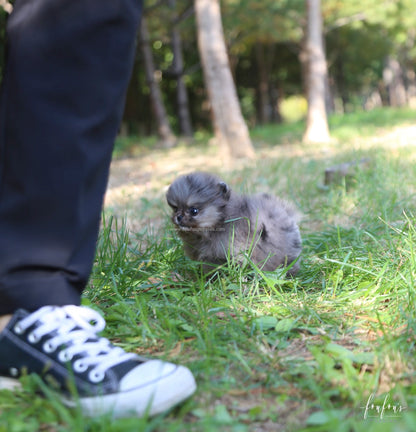 Souflée - Pomeranian F.