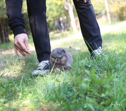 Souflée - Pomeranian F.