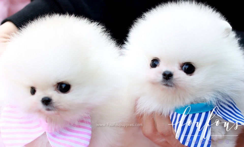 Jill - Pomeranian