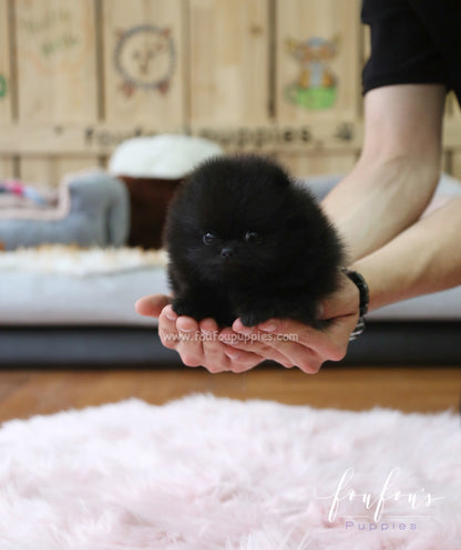 Onyx - Pomeranian M.