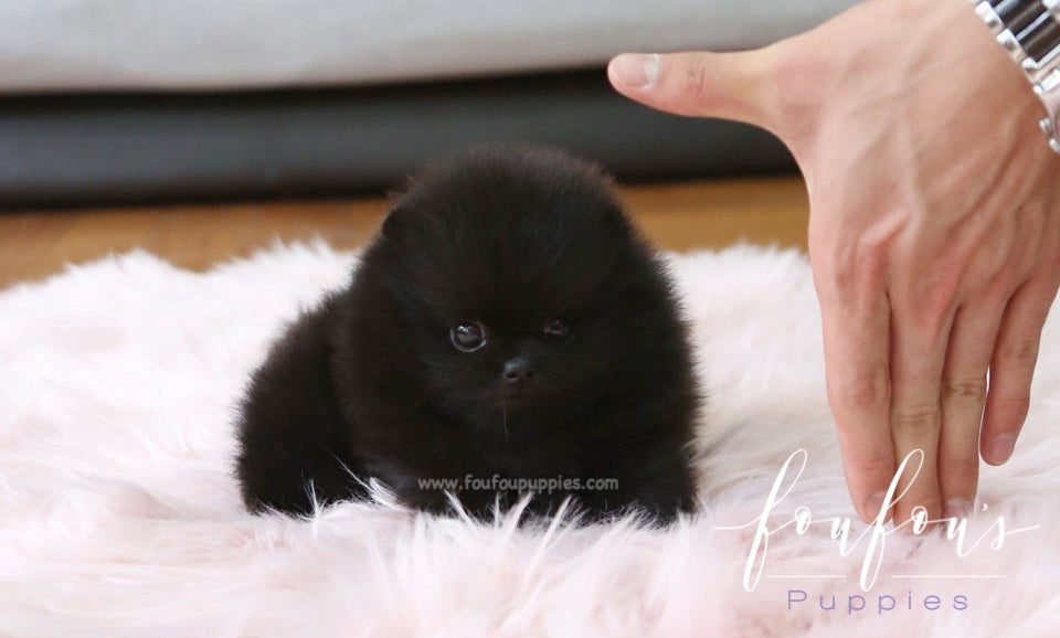 Onyx - Pomeranian M.