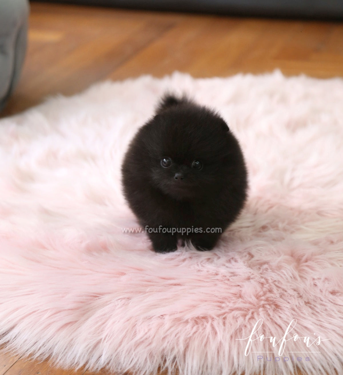 Onyx - Pomeranian M.