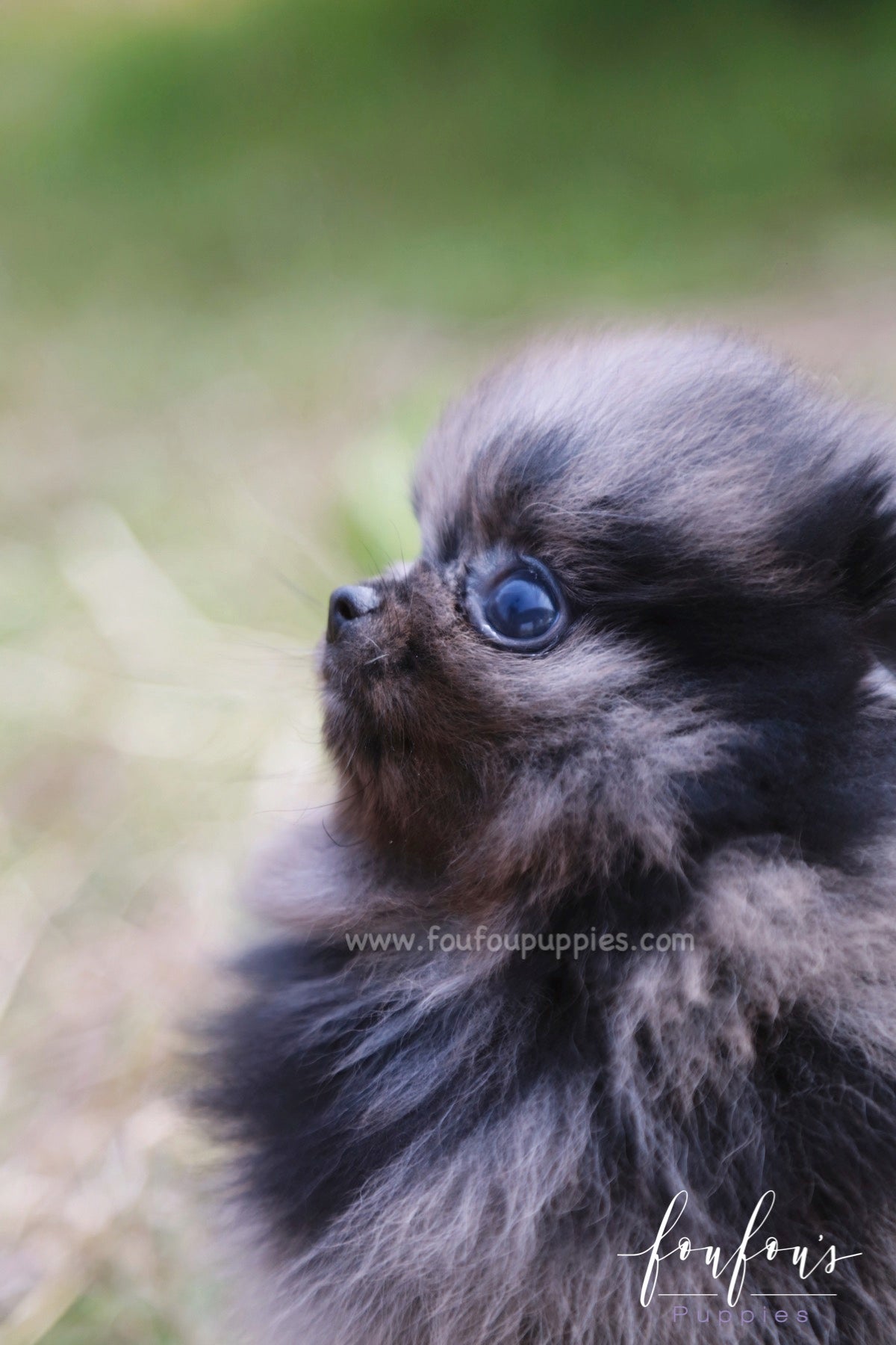 Açai - Pomeranian M.