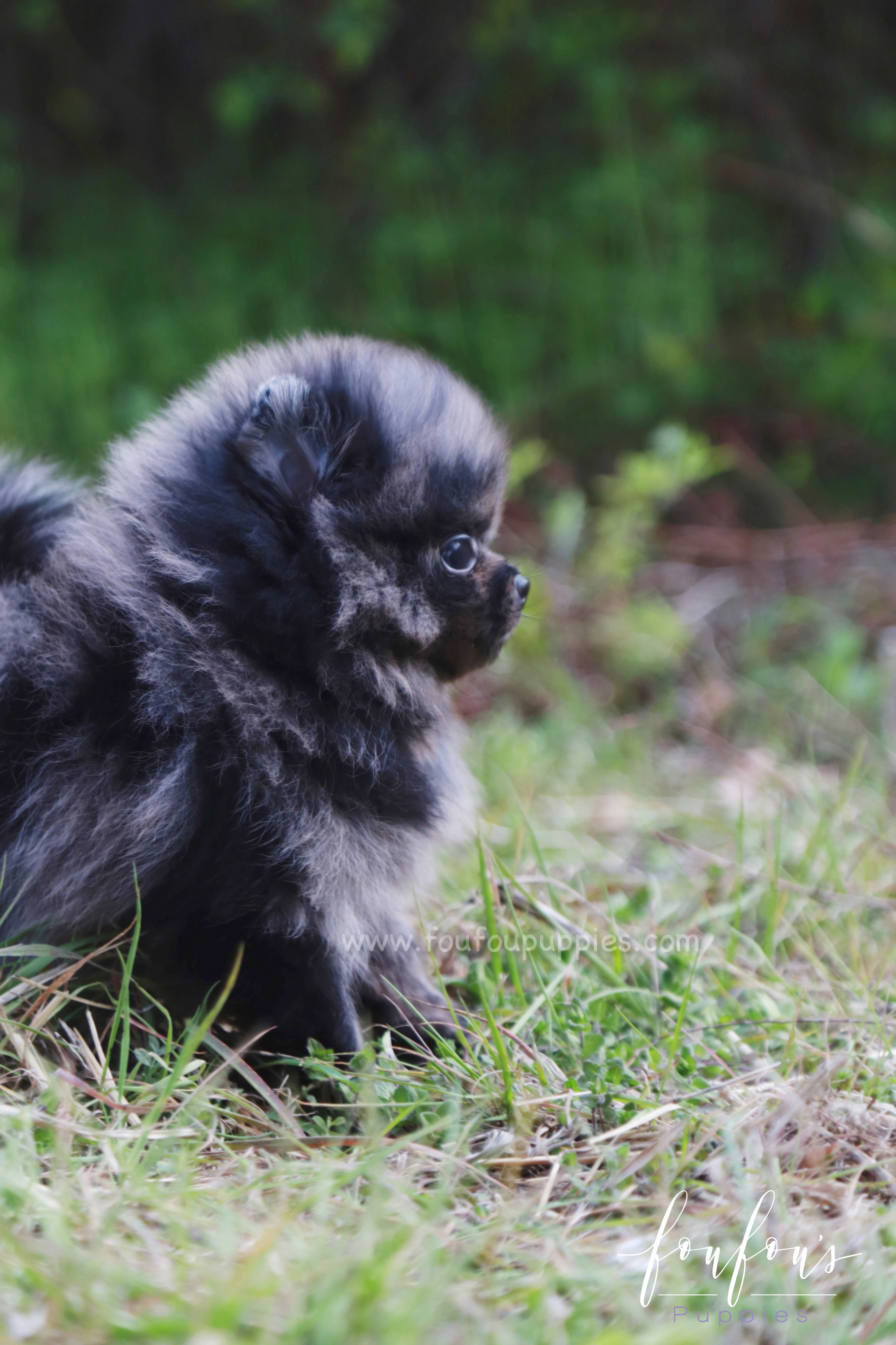 Açai - Pomeranian M.