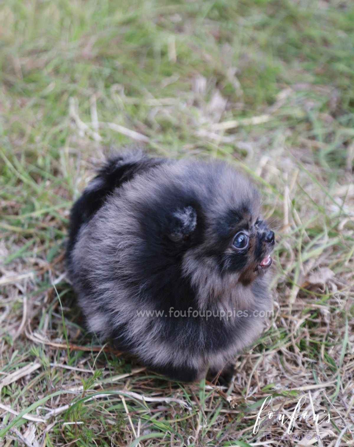 Açai - Pomeranian M.