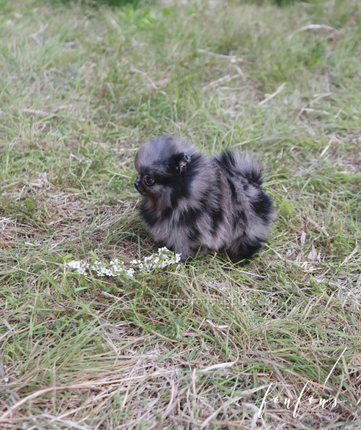 Açai - Pomeranian M.