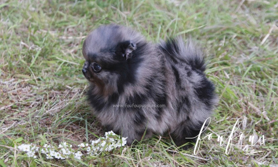 Açai - Pomeranian M.