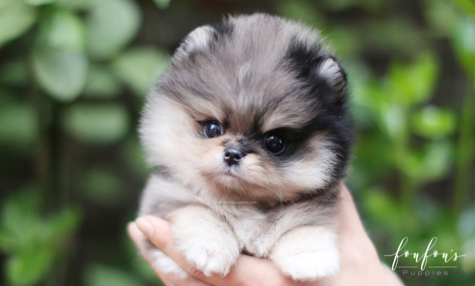 Marshmallow - Pomeranian F.