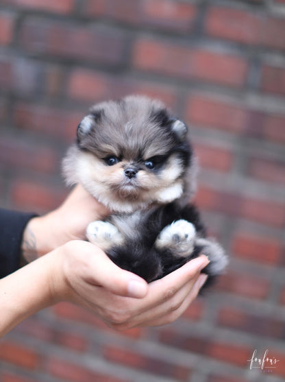 Marshmallow - Pomeranian F.