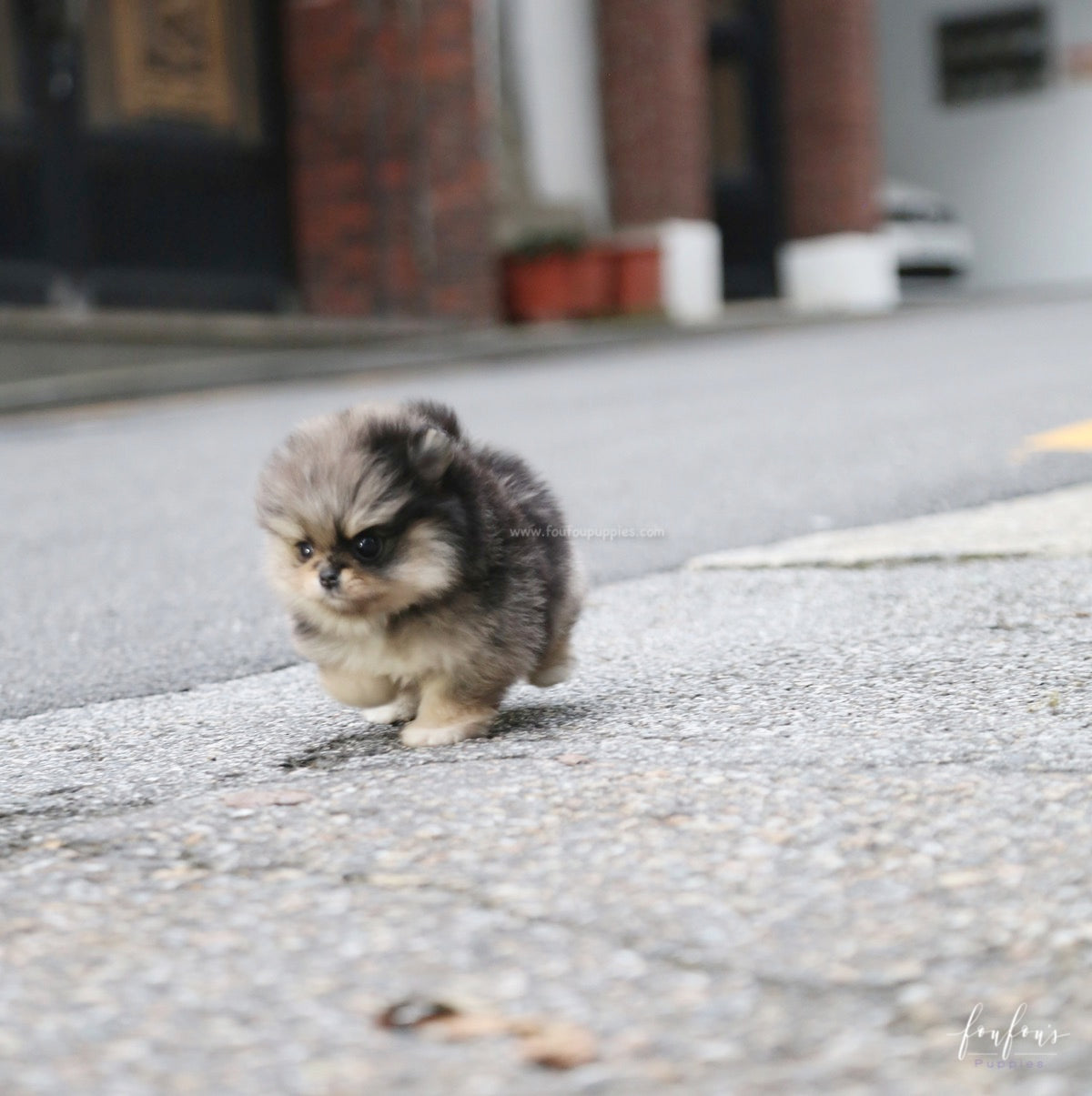 Marshmallow - Pomeranian F.