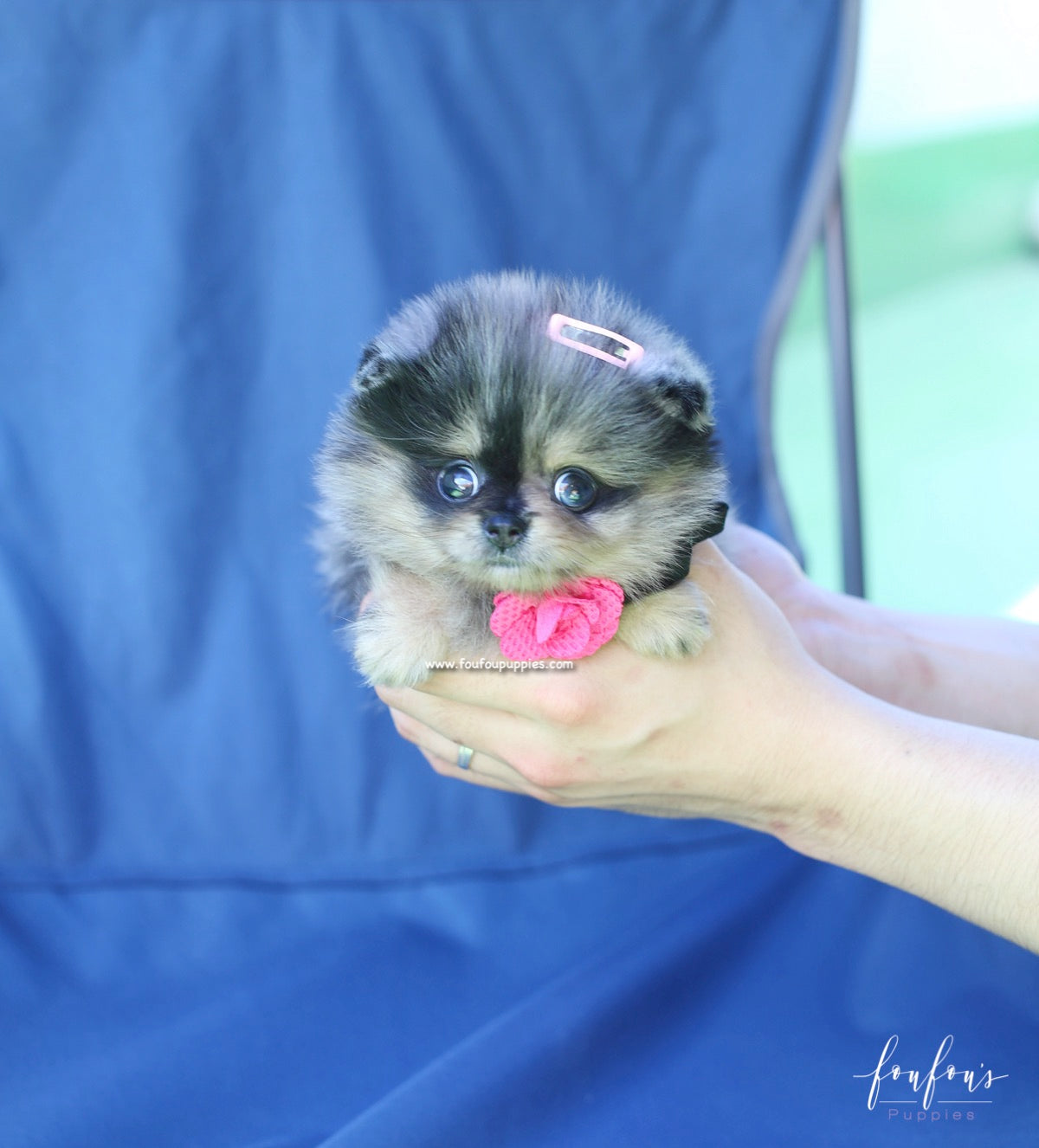 Pinky - Pomeranian F.