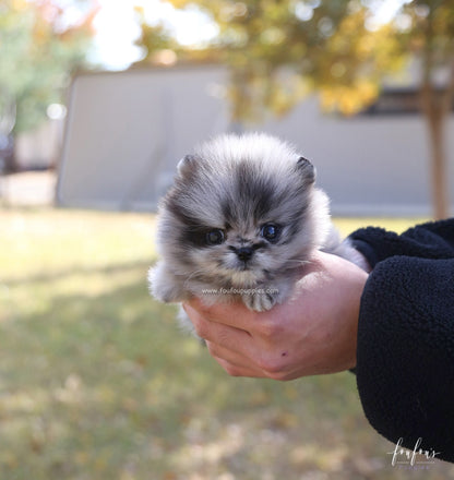 Azure - Pomeranian M.