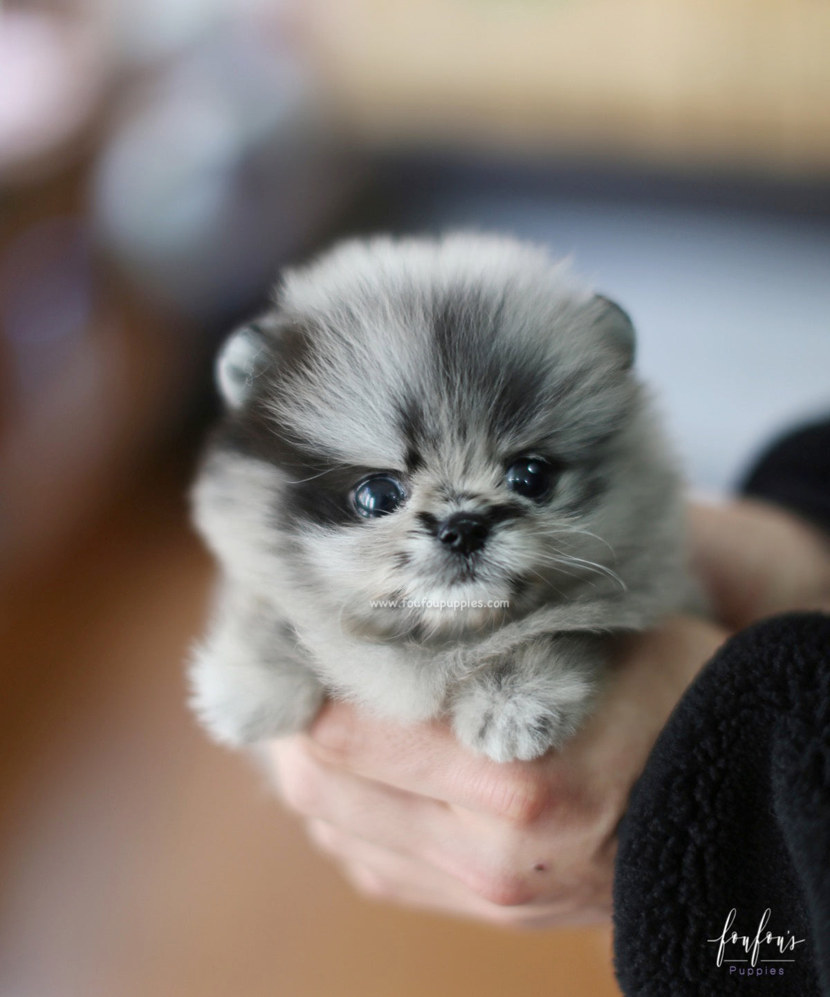 Azure - Pomeranian M.