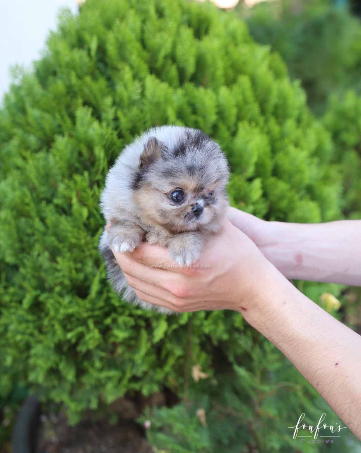 Marbles - Pomeranian M.