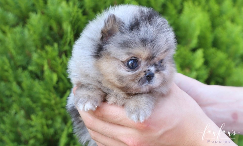 Marbles - Pomeranian M.