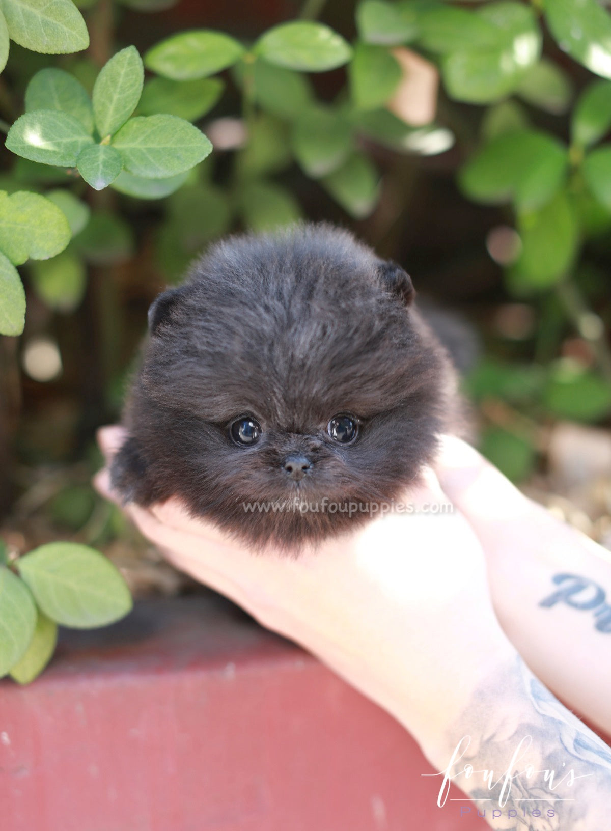 Capri - Pomeranian F.