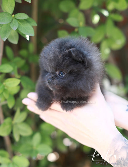 Capri - Pomeranian F.