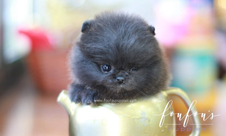 Capri - Pomeranian F.