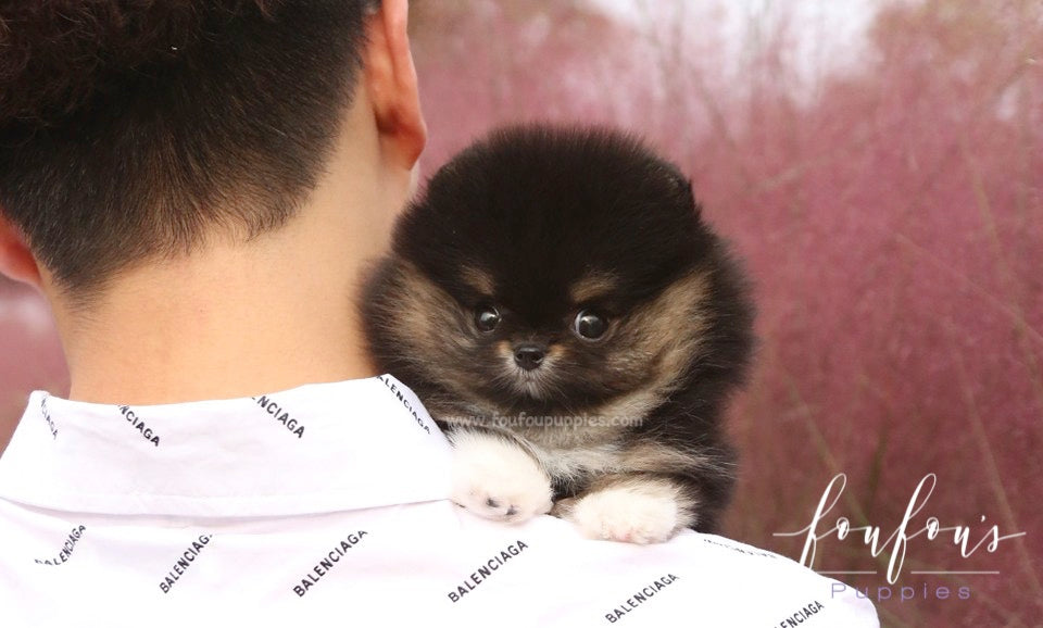 Tuxedo - Pomeranian M.