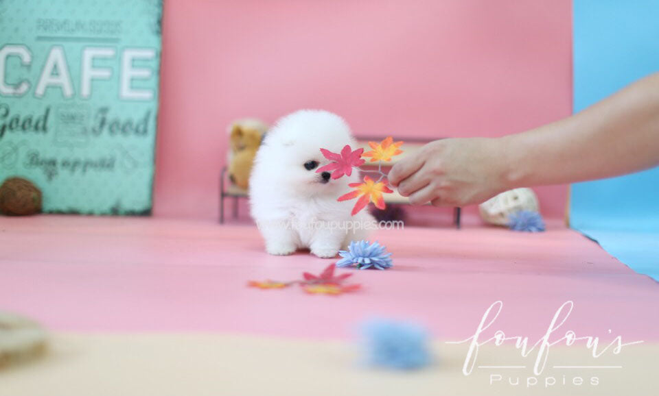 Babe - Pomeranian M.