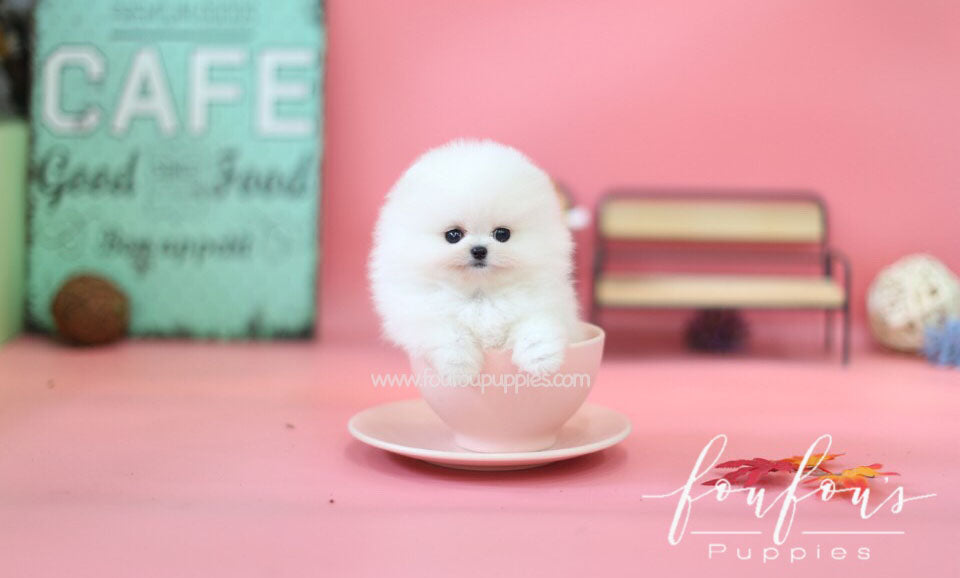 Babe - Pomeranian M.