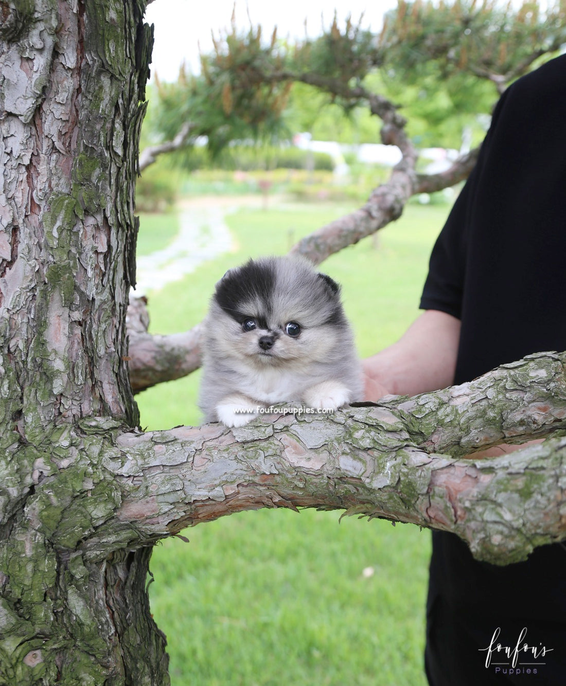 Bandit - Pomeranian M.