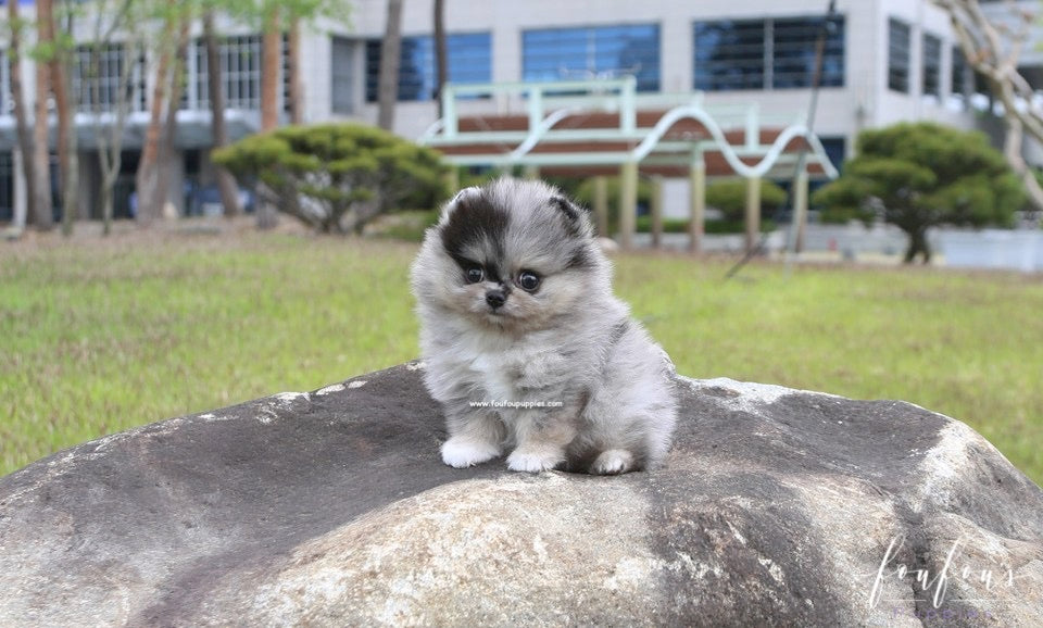 Bandit - Pomeranian M.