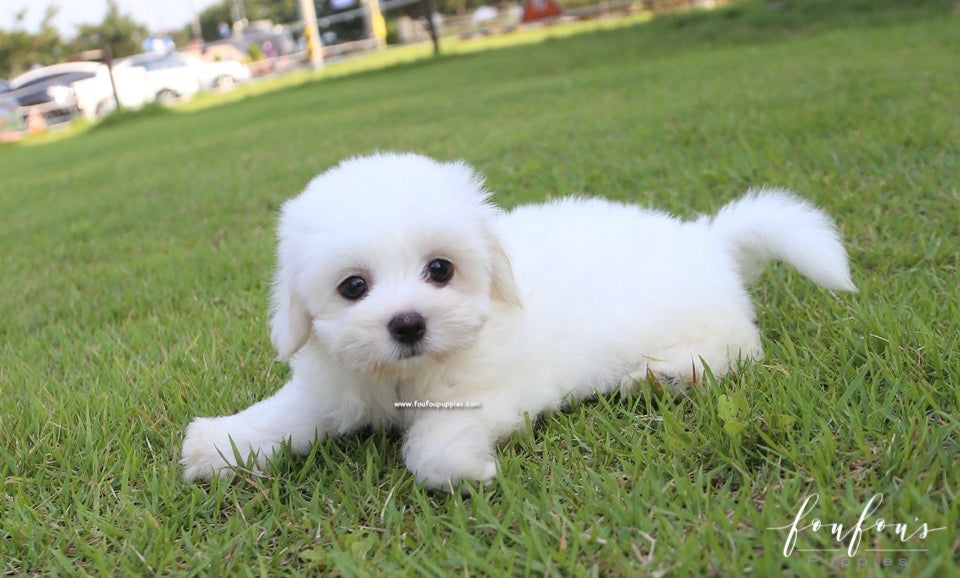 Duke - Coton de Tulear M.